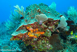 Coral-Vista-3.jpg