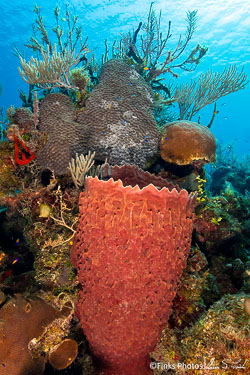 Giant-Barrel-Sponge.jpg