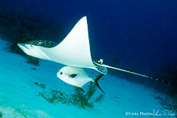 Spotted-Eagle-Ray-and-Bar-Jack.jpg