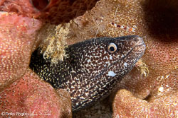 Spotted-Moray-Eel.jpg
