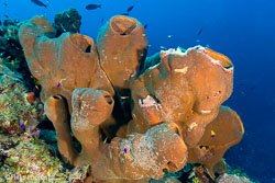 Little Cayman Little Cayman