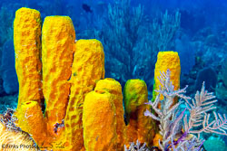 Yellow-Tube-Sponges-5.jpg