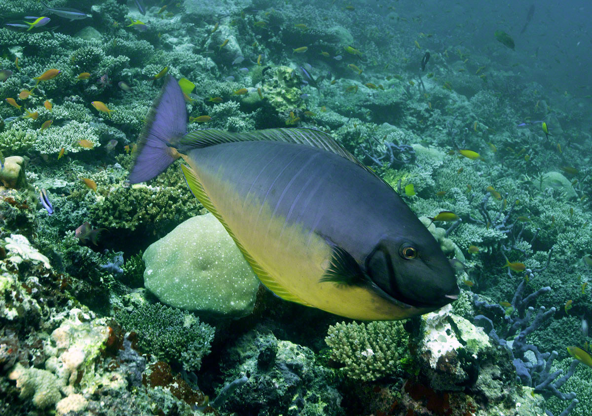 Big-nose-Unicornfish.jpg