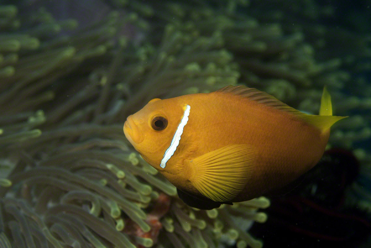 Blackfoot-Anemonefish.jpg