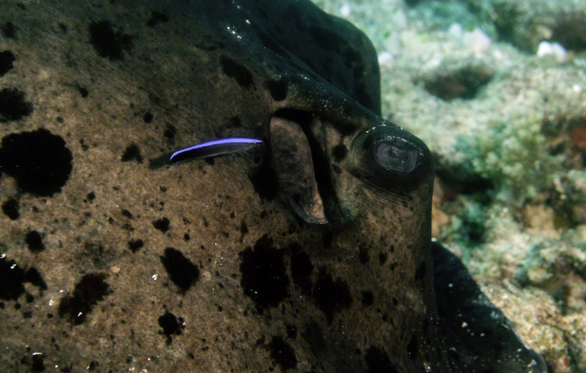 Blue-Streak-Cleaner-Wrasse-cleans-Black-blotched-Stingray-Cleaning.jpg