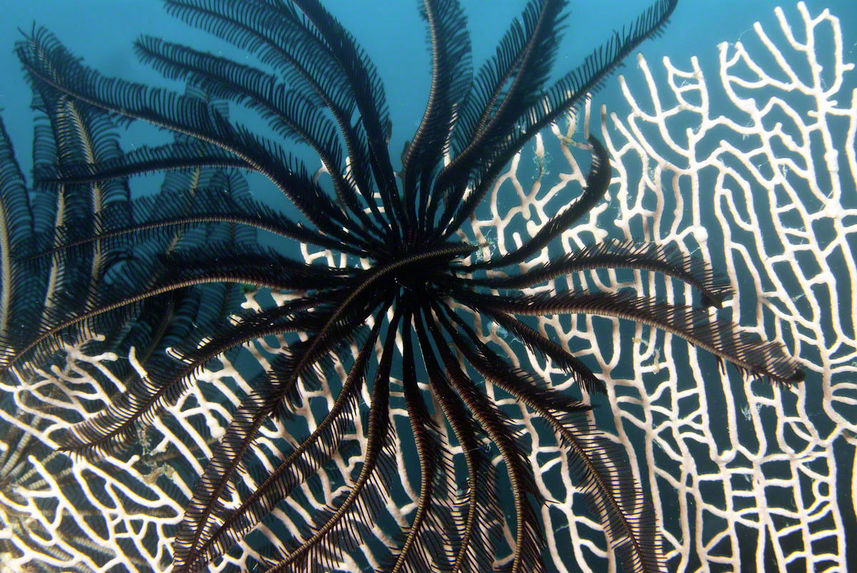 Crinoid-on-Coral-1.jpg