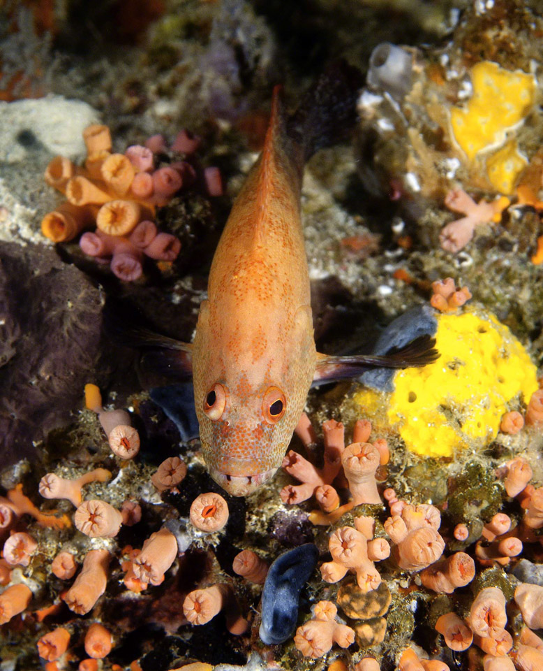 Leopard-Rock-Cod.jpg