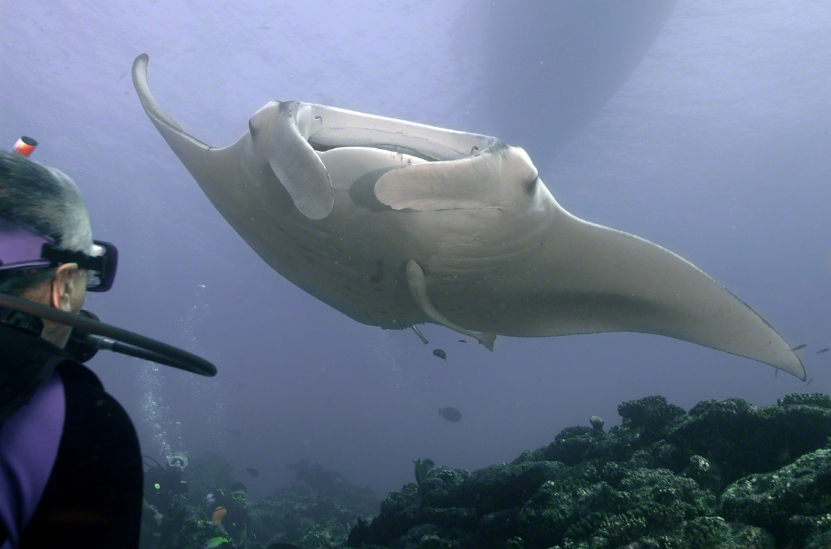 Manta-with-diver.jpg