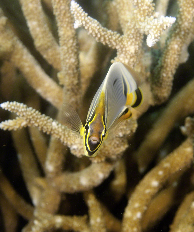 Pinstriped-Butterflyfish.jpg