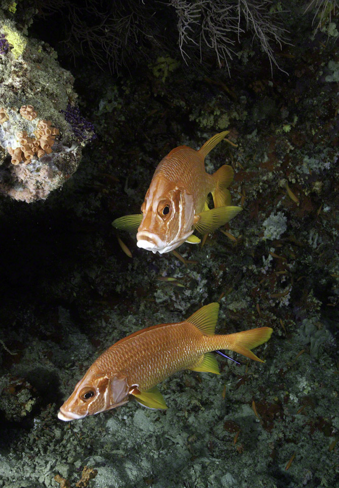 Sabre-Squirrelfish.jpg