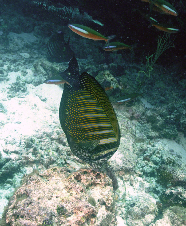 Sailfin-Surgeonfish.jpg