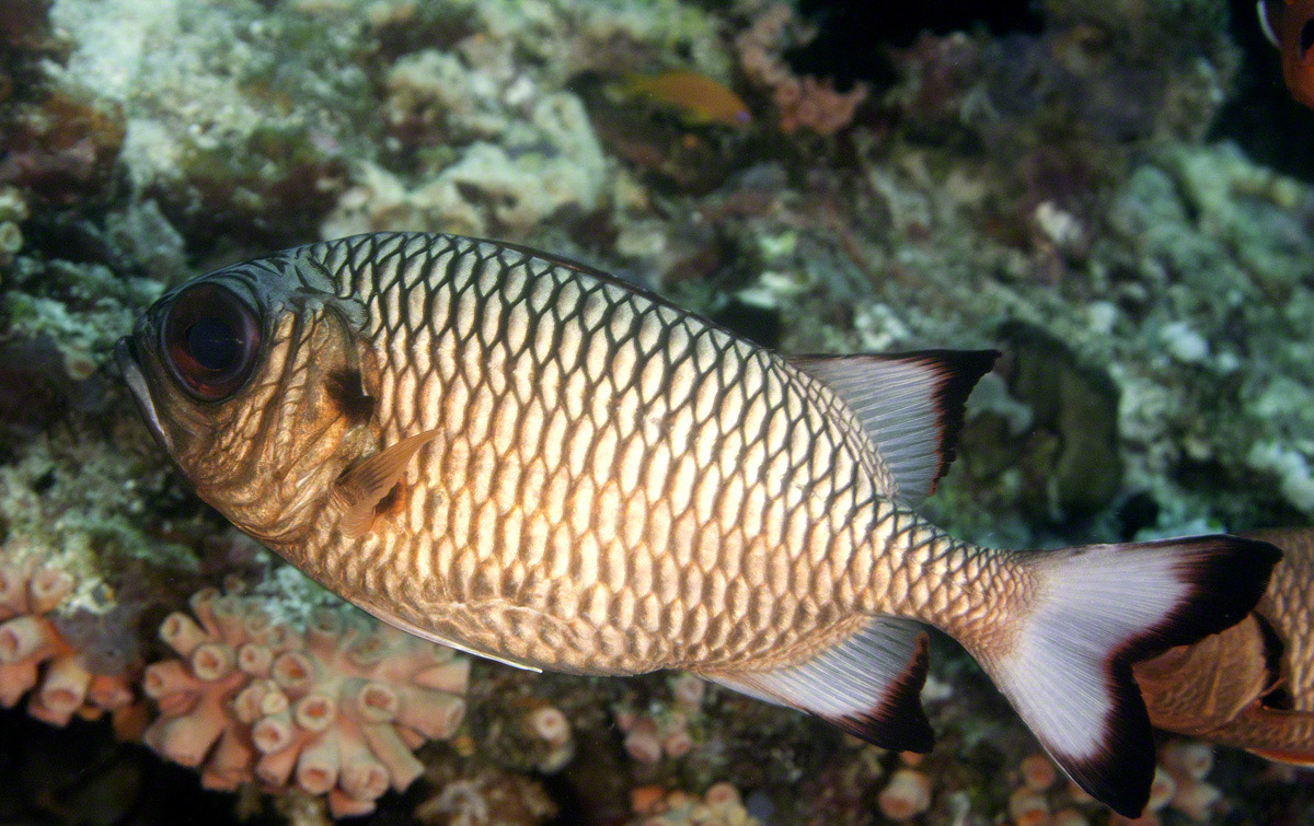 Shadowfin-Soldierfish.jpg