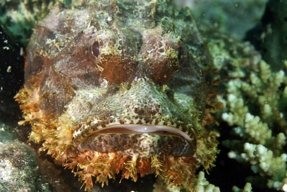 Smallscale-Scorpionfish.jpg