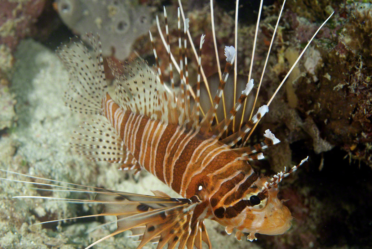 Spotfin-Lionfish.jpg