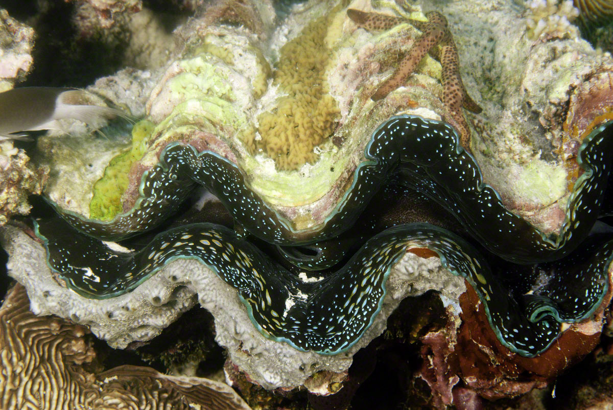 Tridacna-clam.jpg