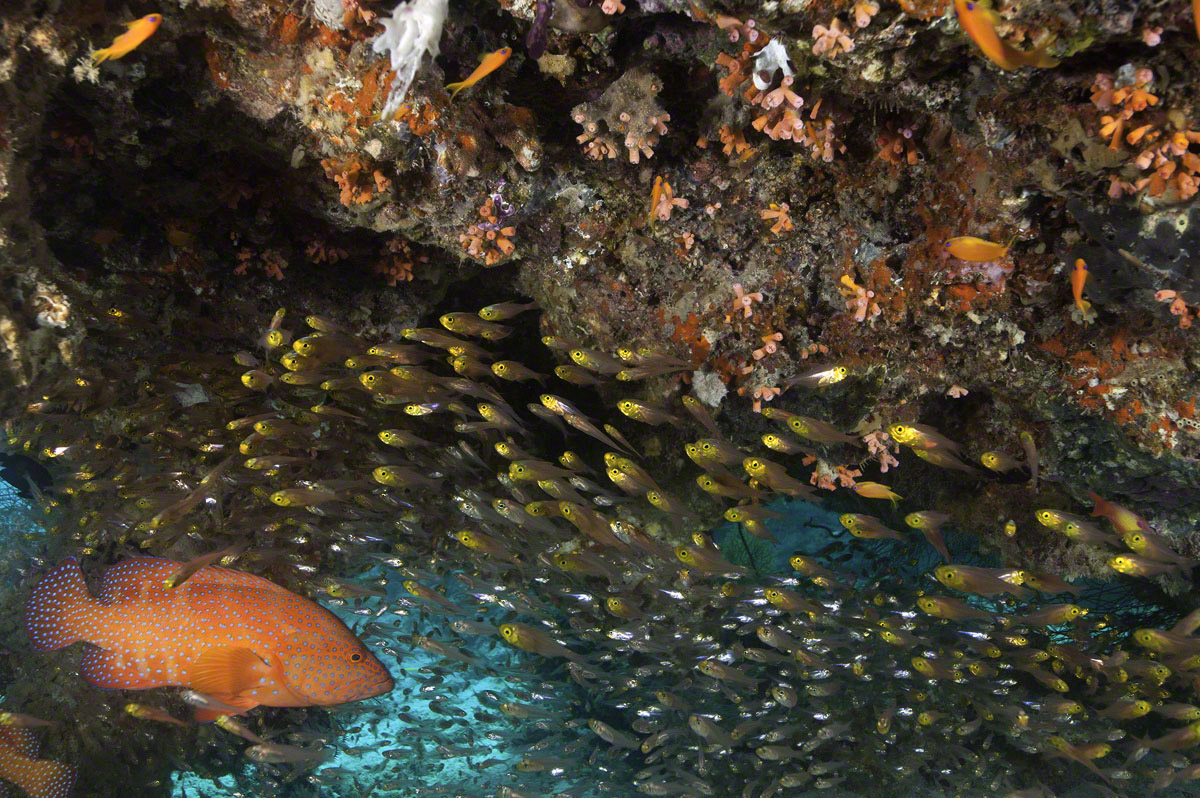 Vermillion-Rock-Cod-and-Yellow-Sweepers.jpg