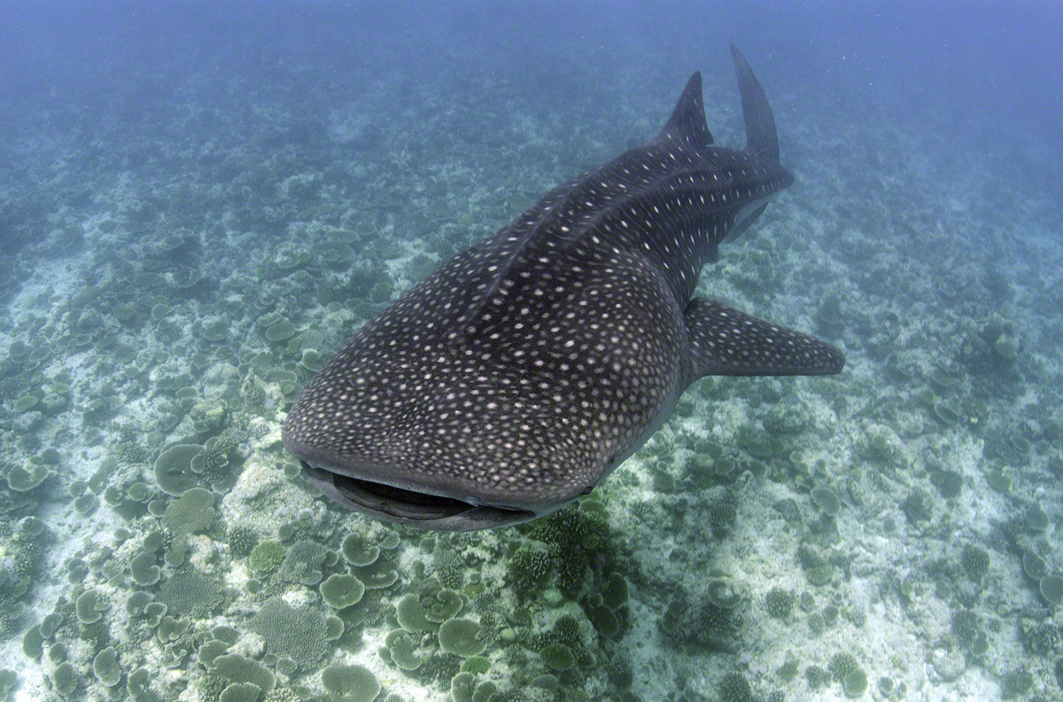 Whale-Shark-1.jpg