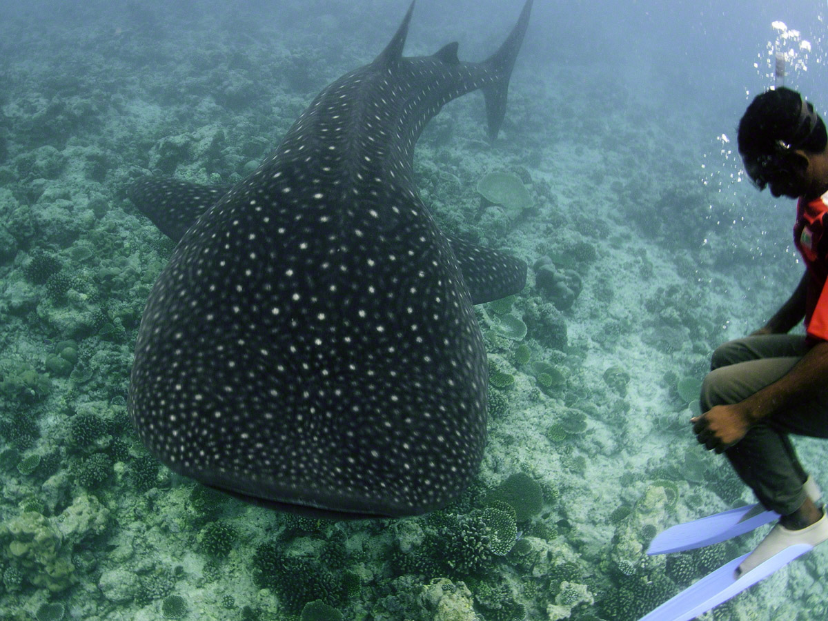 Whale-Shark-and-Captain.jpg