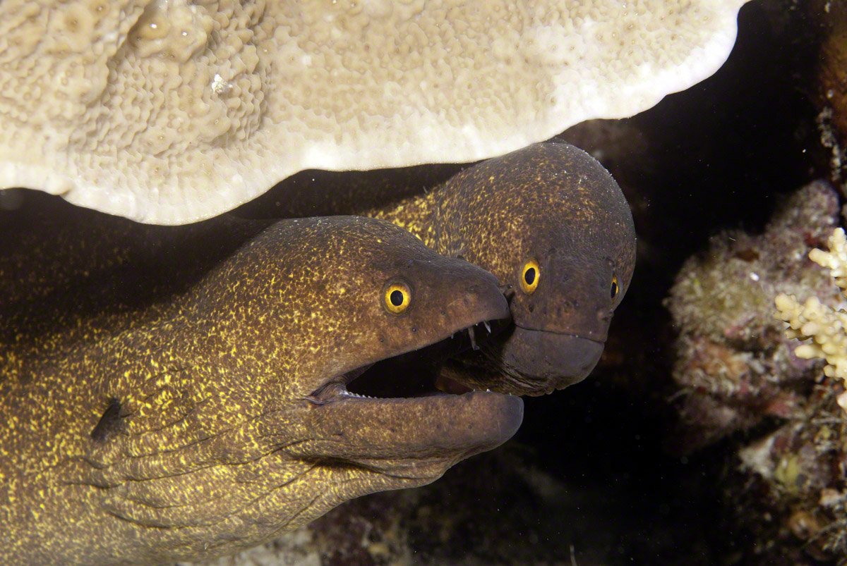 Yellow-Margin-Moray-Eels.jpg