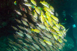 Blue-striped-Snappers-and-Diver.jpg