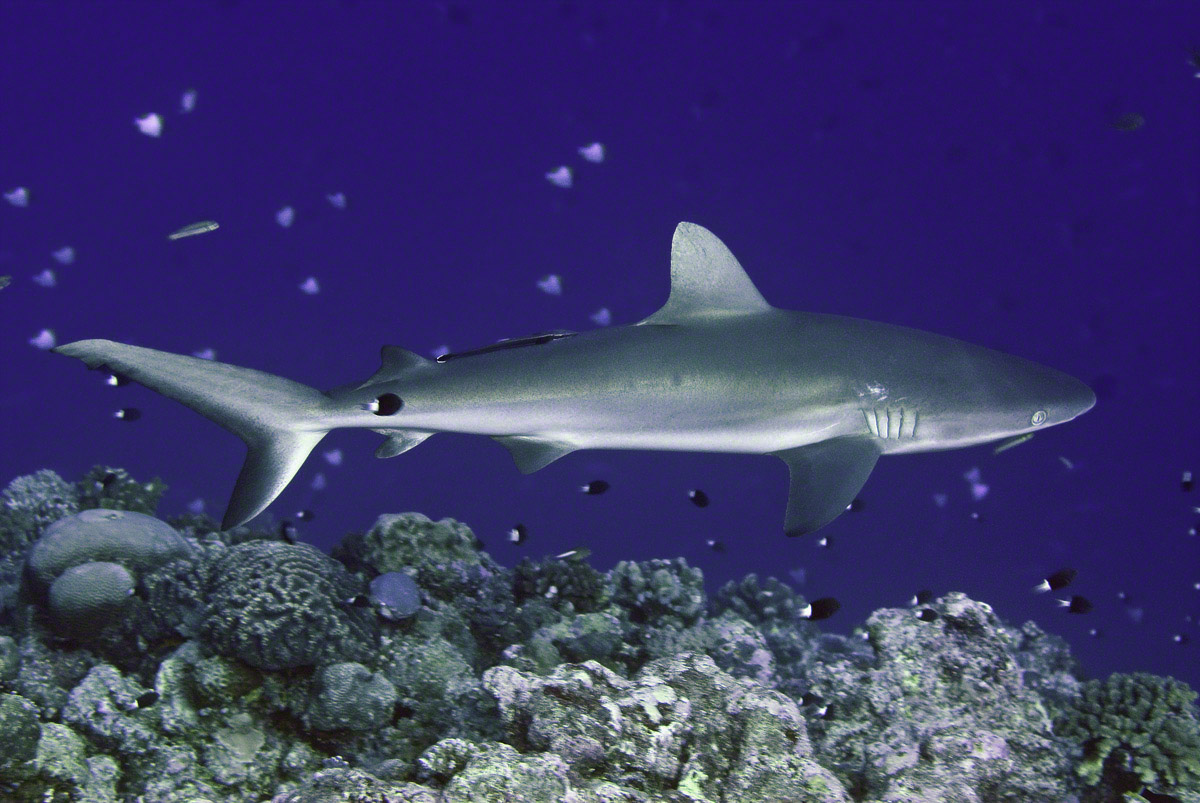 Gray-Reef-Shark-2.jpg