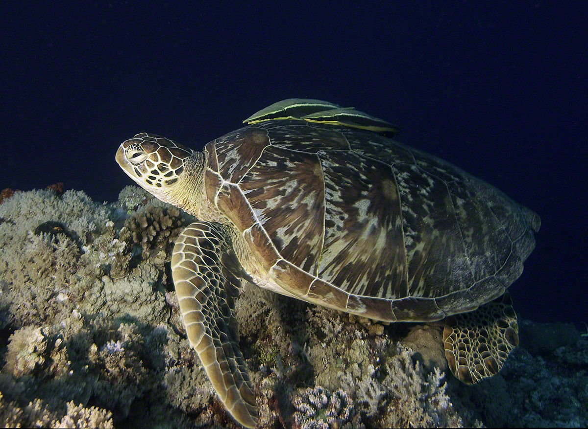 Green-Turtle-with-Sharksucker-1.jpg