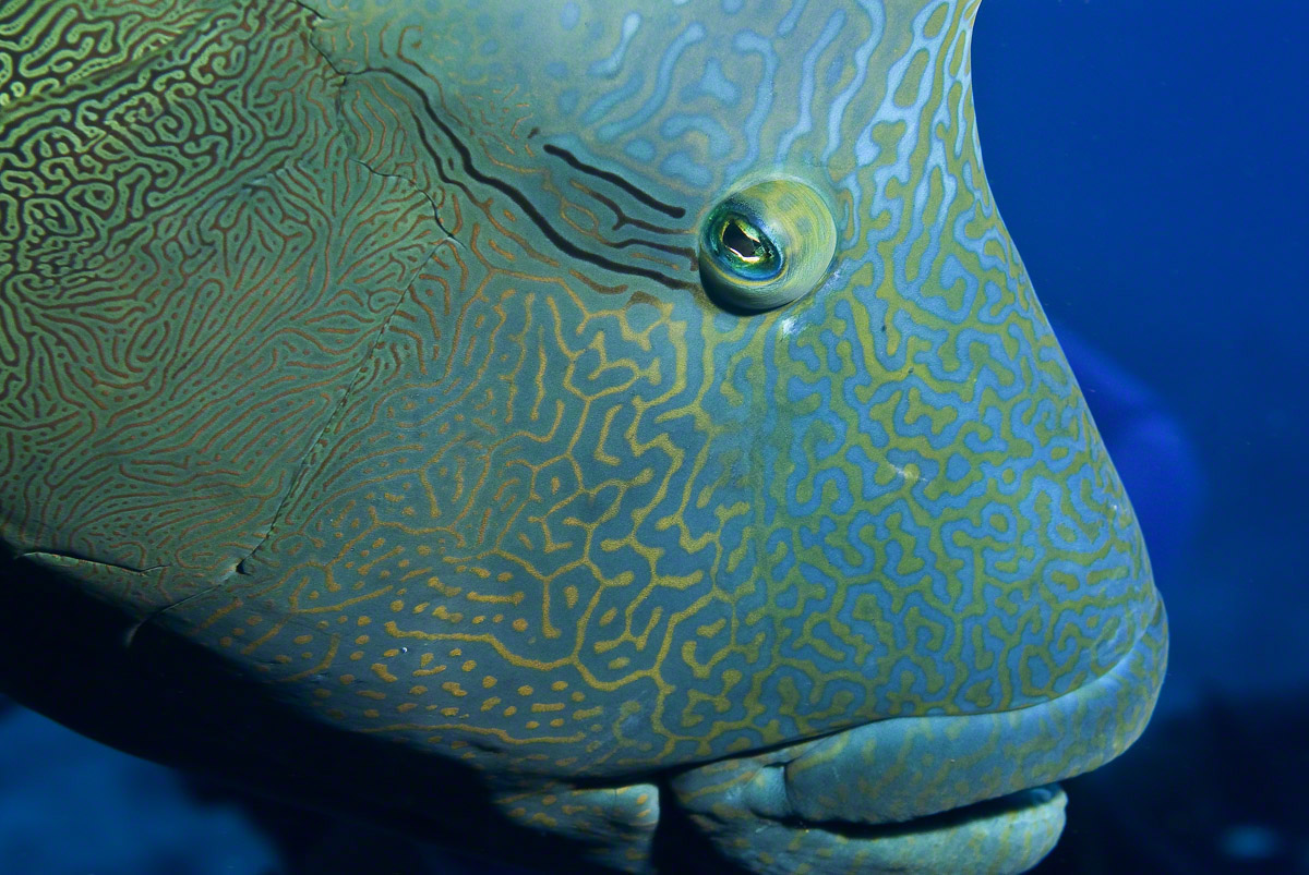 Humphead-Wrasse-1.jpg