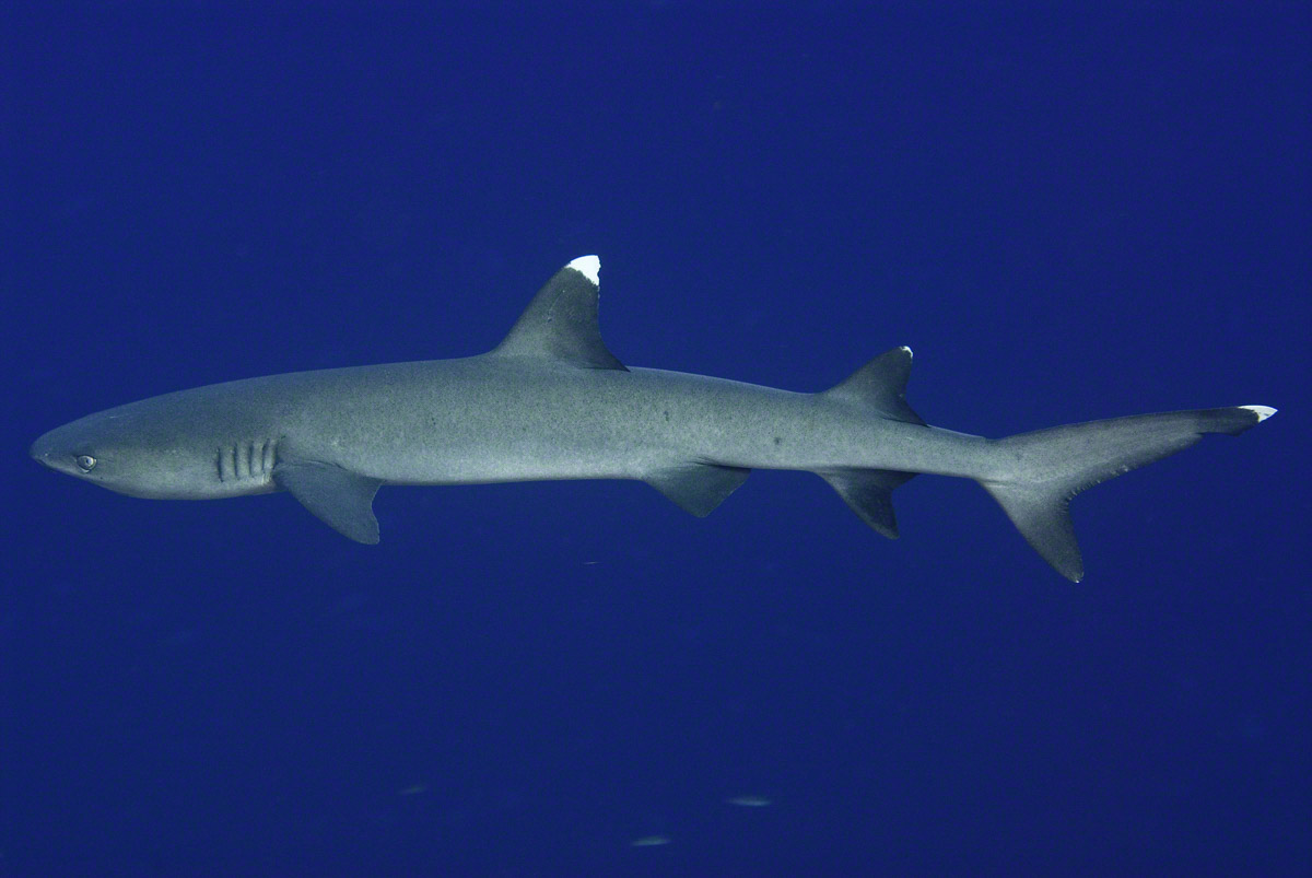Juvenile-Whitetip-Reef-Shark.jpg