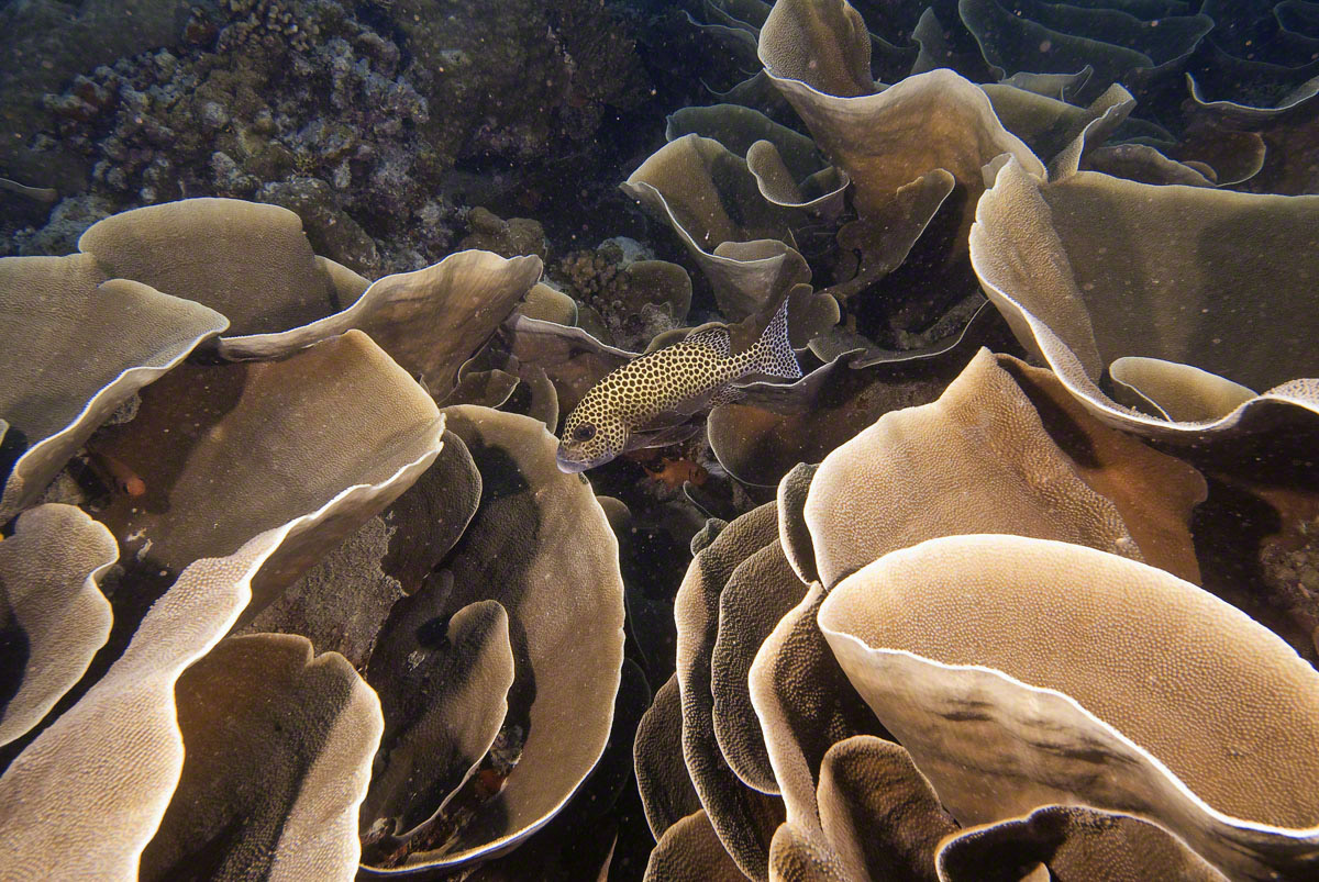 Many-Spotted-Sweetlips-on-Lettuce-Coral.jpg