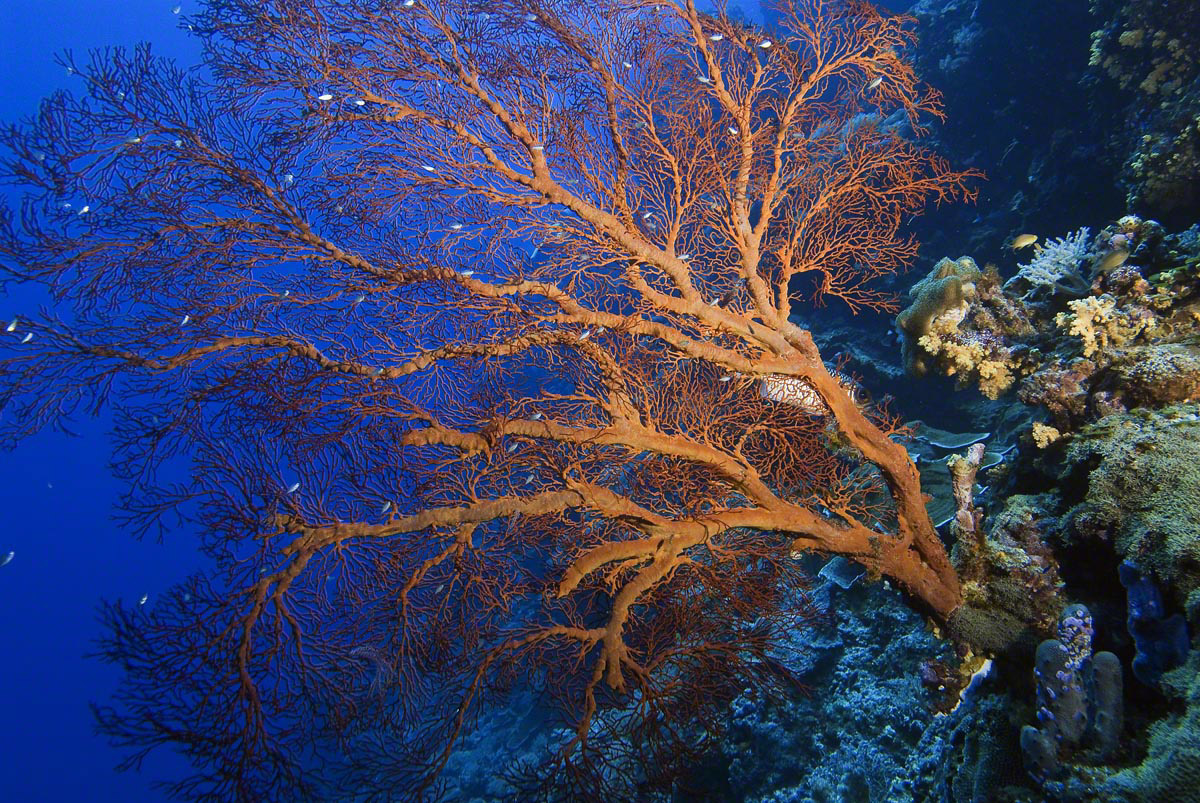 Red-Gorgonian-1.jpg