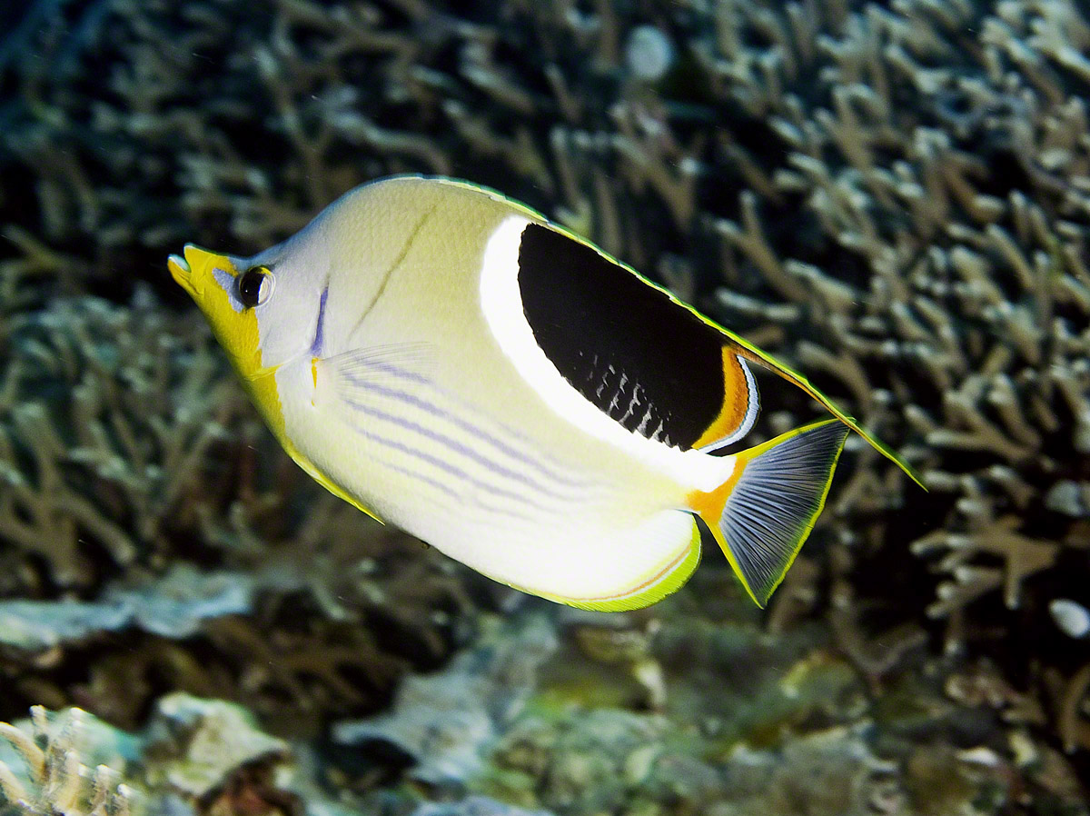 Saddled-Butterflyfish.jpg