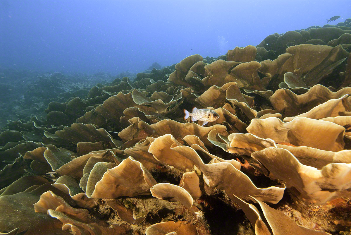 Shadowfin-Soldierfish-on-Lettuce-Coral.jpg