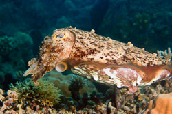 Cuttlefish-3.jpg