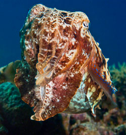 Palau Palau
