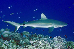 Gray-Reef-Shark-2.jpg