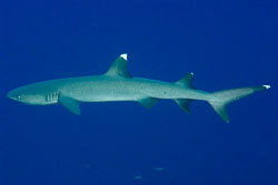 Palau Palau