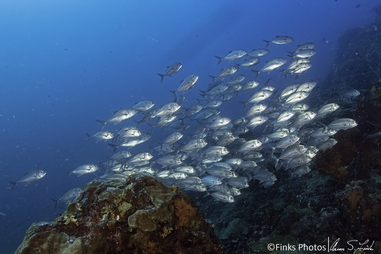 Bigeye-Trevally-1.jpg