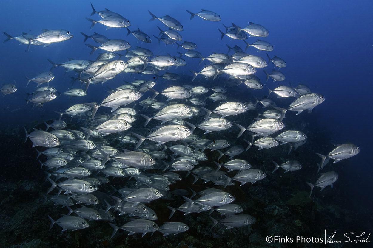 Bigeye-Trevally-2.jpg