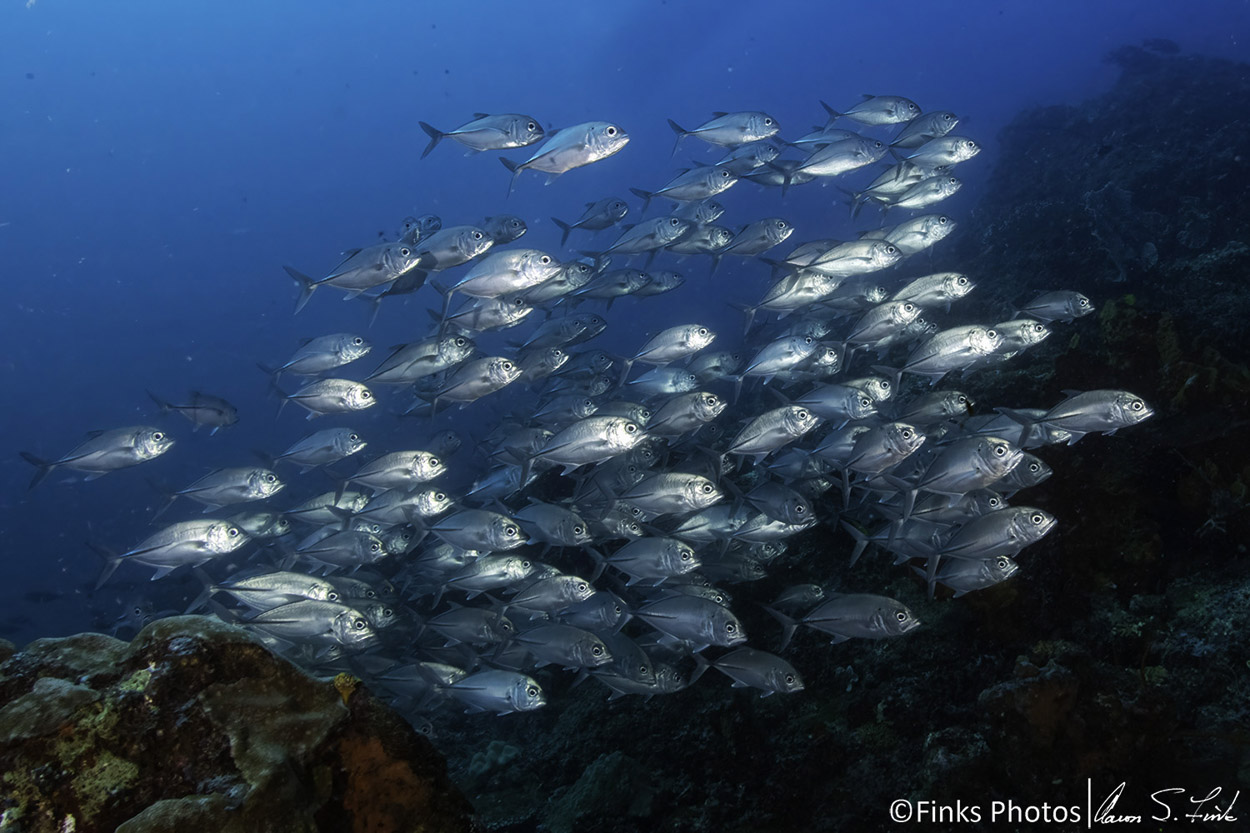 Bigeye-Trevally.jpg