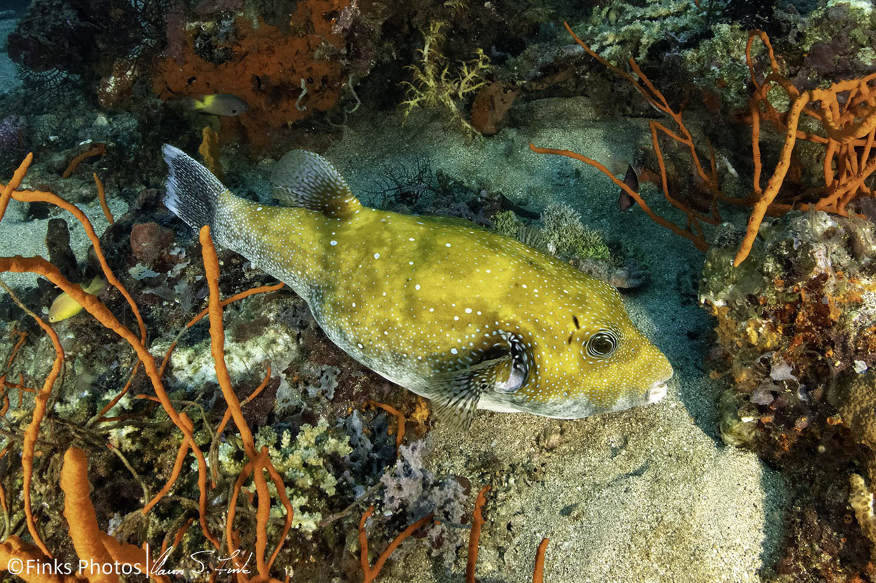 Blue-Spotted-Puffer.jpg