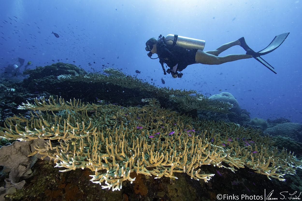 Diver-over-the-reef.jpg