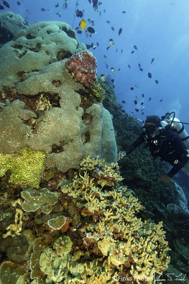 Diver-searches-the-reef-2.jpg