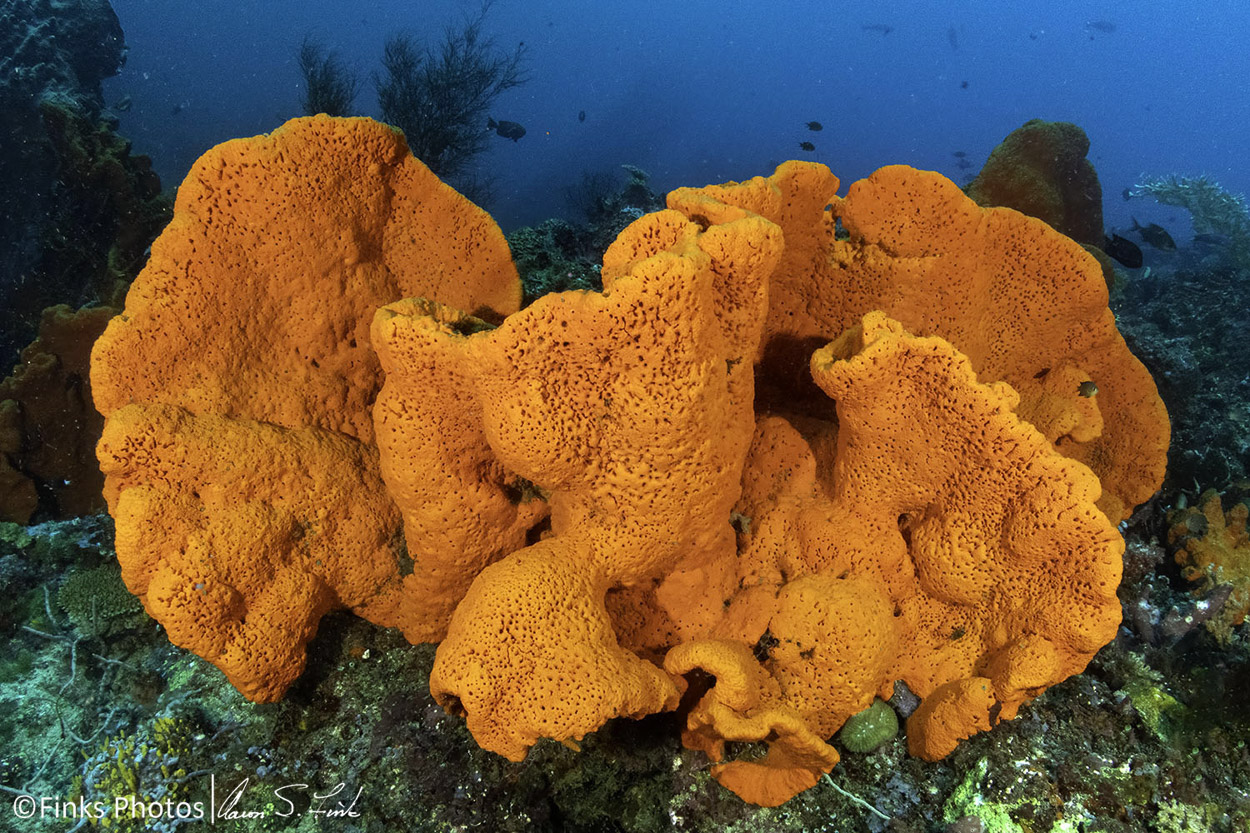 Reef-Sponge.jpg