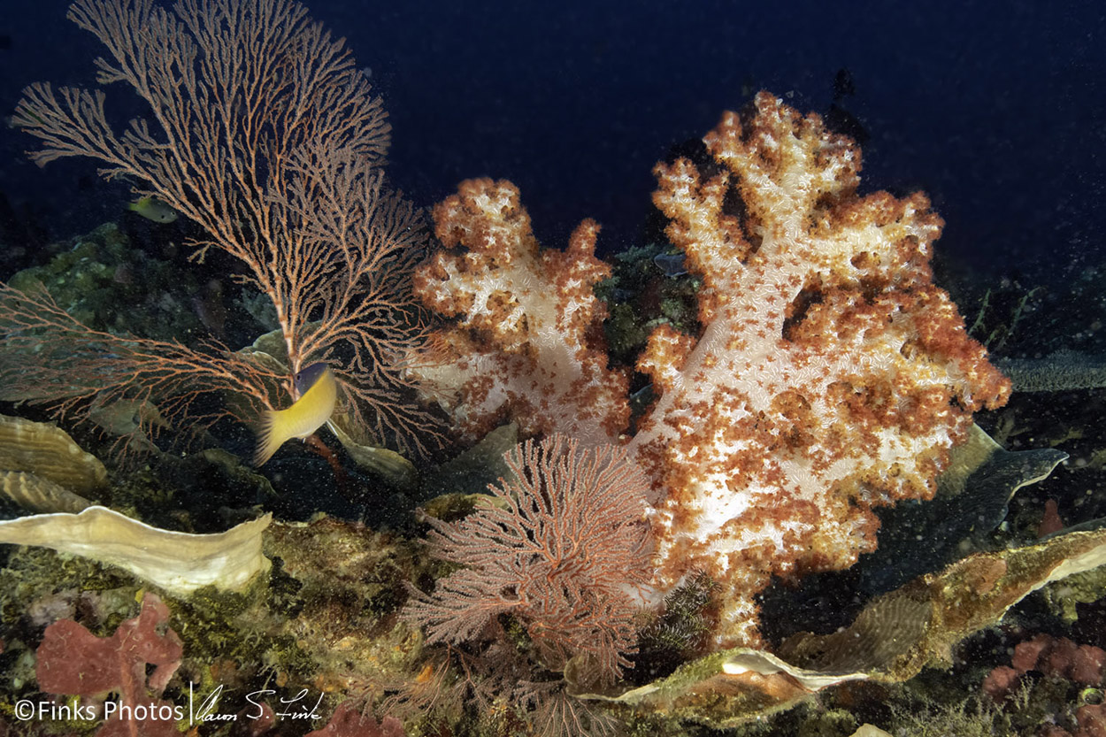 Soft-Corals-4.jpg