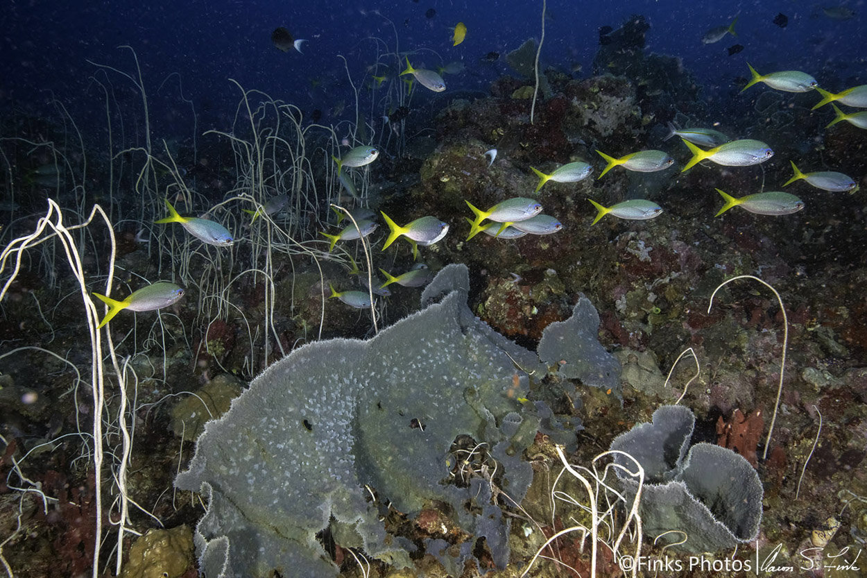 Yellowtail-Fusiliers.jpg