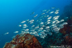 Papua New Guinea I - Walindi and Kimbe Bay