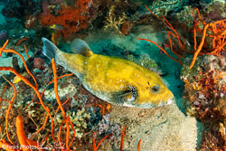 Blue-Spotted-Puffer.jpg