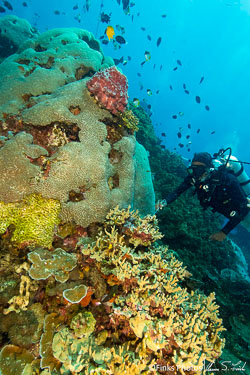 Papua New Guinea I - Walindi and Kimbe Bay