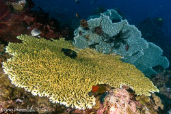 Eastern-Triangular-Butterflyfish-over-Coral.jpg