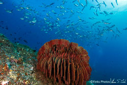 Underwater Photography